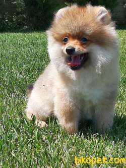 POMERANİAN BOO YAVRULARI A KALİTE 2