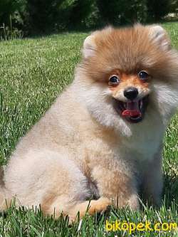 POMERANİAN BOO YAVRULARI A KALİTE 4