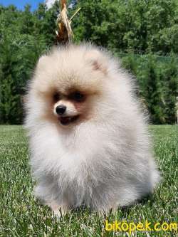 POMERANİAN BOO YAVRULARI A KALİTE 2