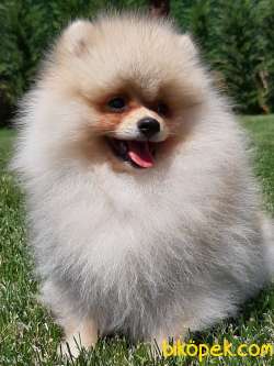 POMERANİAN BOO YAVRULARI A KALİTE 3