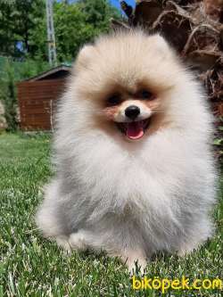 POMERANİAN BOO YAVRULARI A KALİTE 1