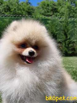 POMERANİAN BOO YAVRULARI A KALİTE 4