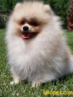 POMERANİAN BOO YAVRULARI A KALİTE 5