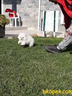 ÜST KALİTE POMERANİAN BOO YAVRULARI Aşıları Tam 4