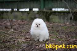 ÜST KALİTE POMERANİAN BOO YAVRULARI Aşıları Tam 1