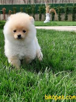 POMERANİAN BOO YAVRULARI Aşıları Tam 2