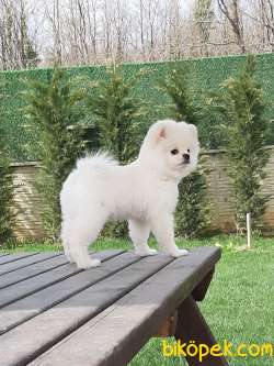 POMERANİAN BOO YAVRULARI Aşıları Tam 5