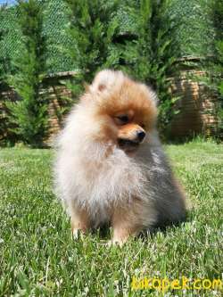 POMERANİAN BOO YAVRULARI Aşıları Tam 4