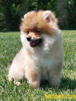 POMERANİAN BOO YAVRULARI Aşıları Tam 4