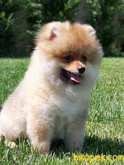 POMERANİAN BOO YAVRULARI Aşıları Tam 3