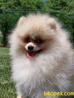 POMERANİAN BOO YAVRULARI Aşıları Tam 3