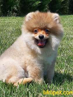 POMERANİAN BOO YAVRULARI Aşıları Tam 4