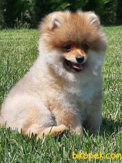 POMERANİAN BOO YAVRULARI Aşıları Tam 1