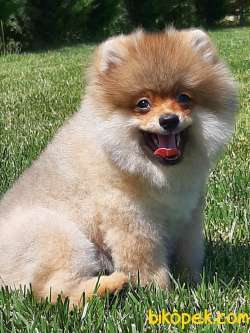 POMERANİAN BOO YAVRULARI Aşıları Tam 2
