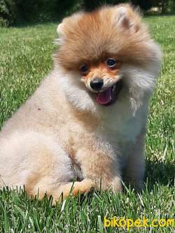 POMERANİAN BOO YAVRULARI Aşıları Tam 3