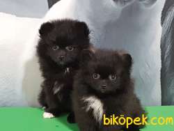 POMERANİAN BOO YAVRULARI Aşıları Tam 1