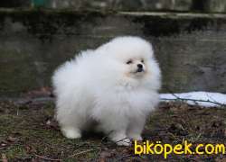POMERANİAN BOO YAVRULARI Aşıları Tam 2