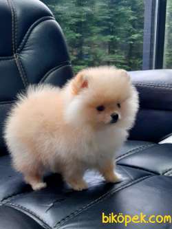 POMERANİAN BOO YAVRULARI Aşıları Tam 5