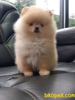 POMERANİAN BOO YAVRULARI Aşıları Tam 2