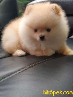 POMERANİAN BOO YAVRULARI Aşıları Tam 3