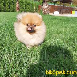 POMERANİAN BOO YAVRULARI Aşıları Tam 5