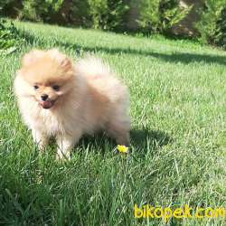 POMERANİAN BOO YAVRULARI Aşıları Tam 4