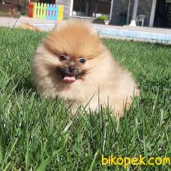 POMERANİAN BOO YAVRULARI Aşıları Tam 3