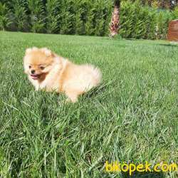 POMERANİAN BOO YAVRULARI Aşıları Tam 2