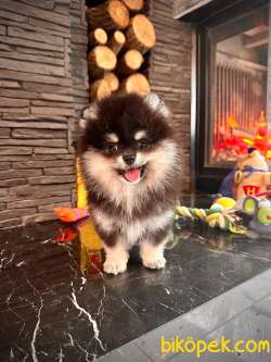 MASKELİ POMERANİAN BOO YAVRULARI  AŞILARI TAM 1