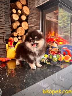 MASKELİ POMERANİAN BOO YAVRULARI  AŞILARI TAM 4