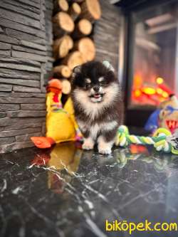 MASKELİ POMERANİAN BOO YAVRULARI  AŞILARI TAM 2