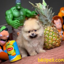 Pomeranian Boo Yavruları Ender Güzellikte 1