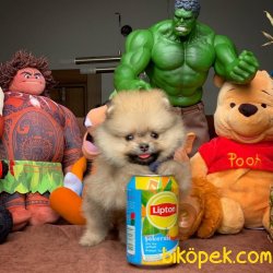 Pomeranian Boo Yavruları Ender Güzellikte 3