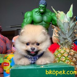 Pomeranian Boo Yavruları Ender Güzellikte 2