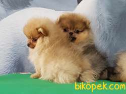 POMERANİAN BOO YAVRULARI GELDI 3