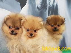 POMERANİAN BOO YAVRULARI GELDI 1