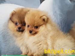 POMERANİAN BOO YAVRULARI GELDI 4
