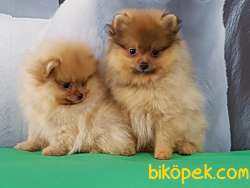 POMERANİAN BOO YAVRULARI GELDI 5