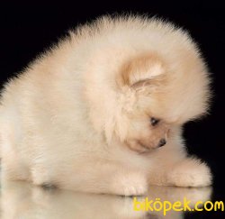 POMERANİAN BOO YAVRULARI İLETİŞİM İÇİN LÜTFEN ARAYIN 3
