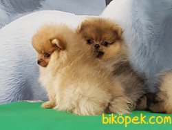 POMERANİAN BOO YAVRULARI İLETİŞİM İÇİN LÜTFEN ARAYIN 4