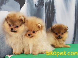 POMERANİAN BOO YAVRULARI İLETİŞİM İÇİN LÜTFEN ARAYIN 1