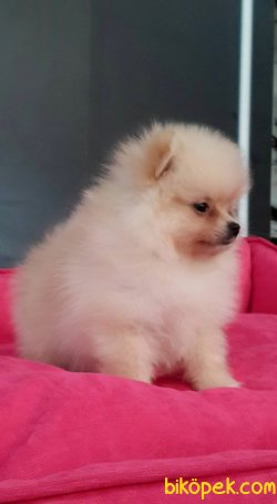 POMERANİAN BOO YAVRULARI İLETİŞİM İÇİN LÜTFEN ARAYIN 1