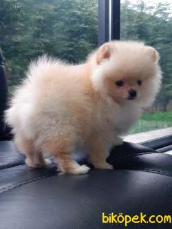 Satılık POMERANİAN BOO YAVRULARI İLETİŞİM İÇİN LÜTFEN ARAYIN 2
