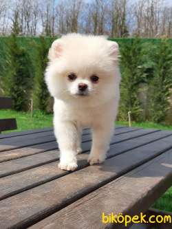 POMERANİAN BOO YAVRULARI İLETİŞİM İÇİN LÜTFEN ARAYIN 5