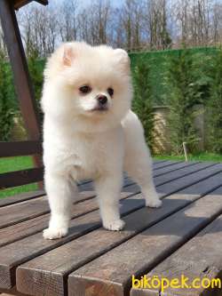 POMERANİAN BOO YAVRULARI İLETİŞİM İÇİN LÜTFEN ARAYIN 2
