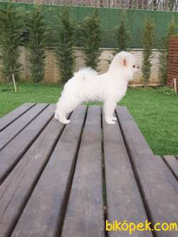 POMERANİAN BOO YAVRULARI İLETİŞİM İÇİN LÜTFEN ARAYIN 4