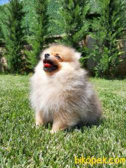 POMERANİAN BOO YAVRULARI İLETİŞİM İÇİN LÜTFEN ARAYIN 5