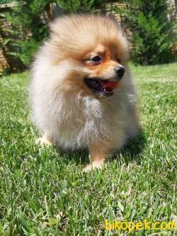 POMERANİAN BOO YAVRULARI İLETİŞİM İÇİN LÜTFEN ARAYIN 2