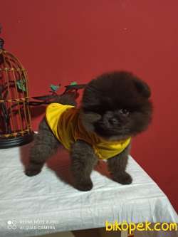 POMERANİAN BOO YAVRULARI İLETİŞİM İÇİN LÜTFEN ARAYIN 3
