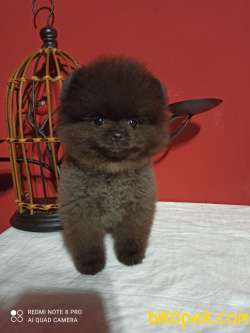 POMERANİAN BOO YAVRULARI İLETİŞİM İÇİN LÜTFEN ARAYIN 4